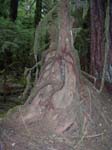 Interesting root