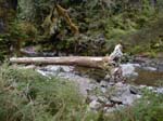 Dead tree in river