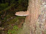 Horizontal tree fungus