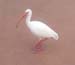 103white_ibis
