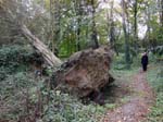 071Fallen_tree_with_exposed_root_ball_on_woodland_trail_at_Dunbrody_Country_House