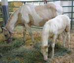 25Mom_and_baby_horse