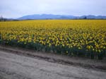 11_daffodils