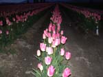 27_tulips_with_flash