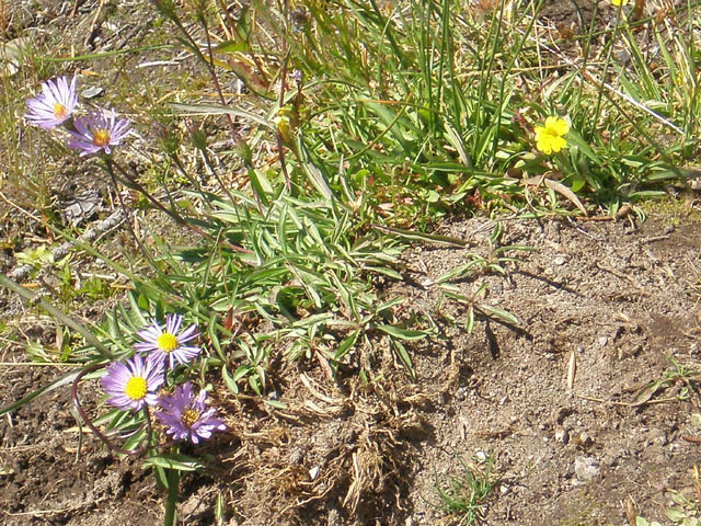 23Panther_Meadows_flora