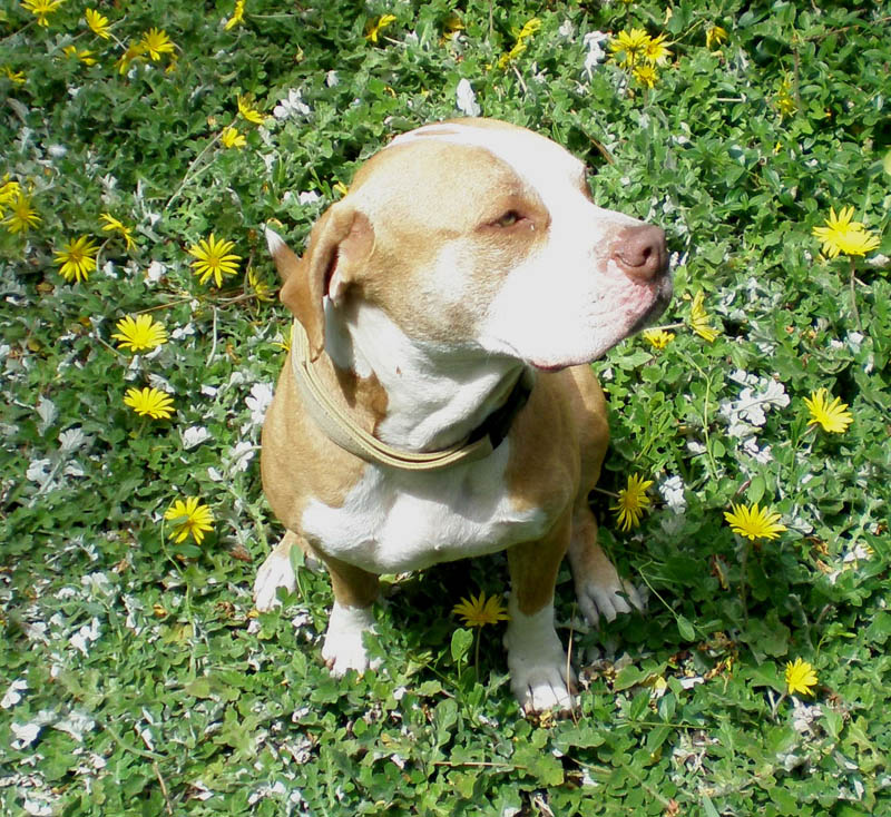 41Kathy's_dog_Koa