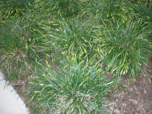 06decorative_plants_with_flash_Nasher_Museum