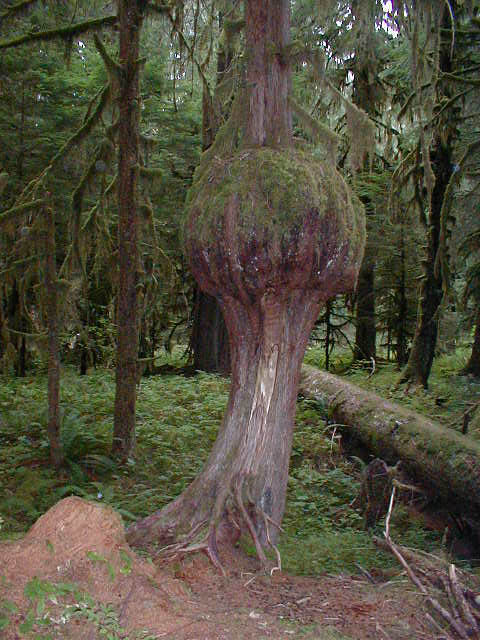 07Tree