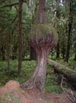 Tree gall