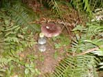 Large mushroom - 1 liter soda bottle for scale