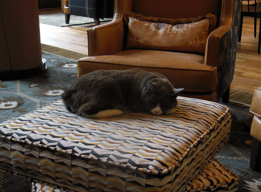 Resort Cat