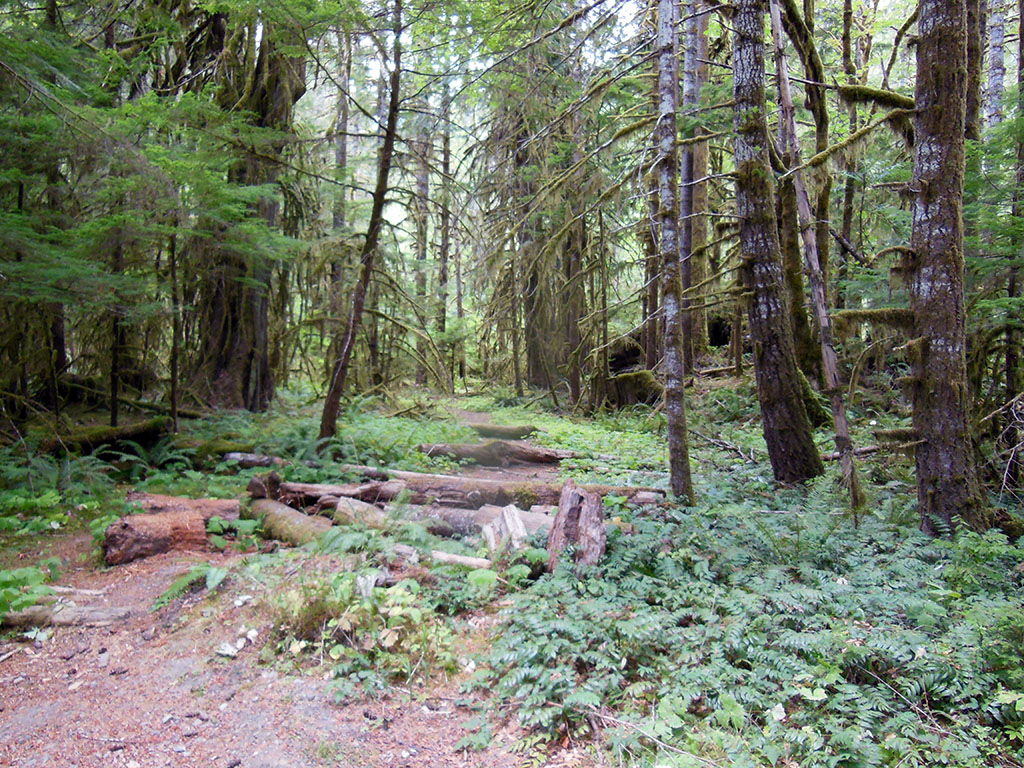 Along the Staircase Rapids Trail