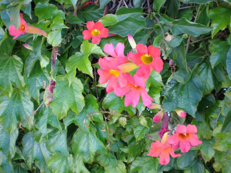 24flowers