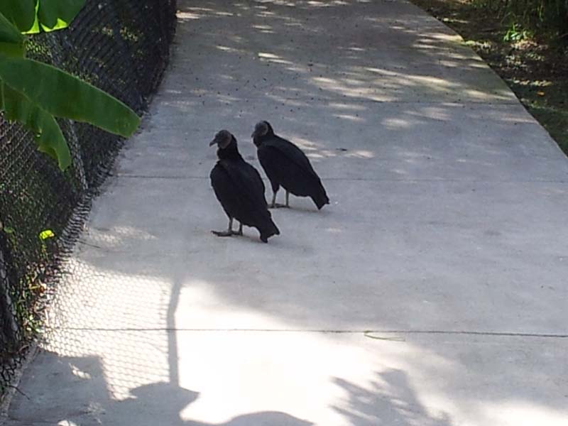 055vultures