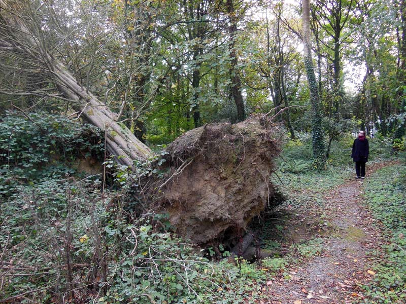 071Fallen_tree_with_exposed_root_ball_on_woodland_trail_at_Dunbrody_Country_House