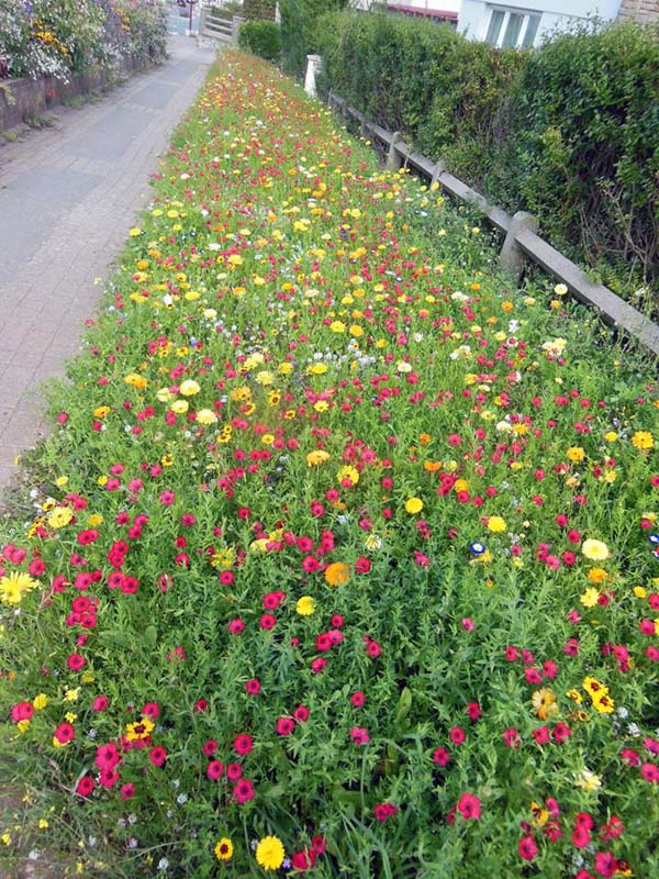 70Flowers_along