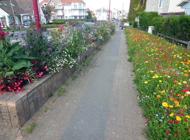 71Flowers_along