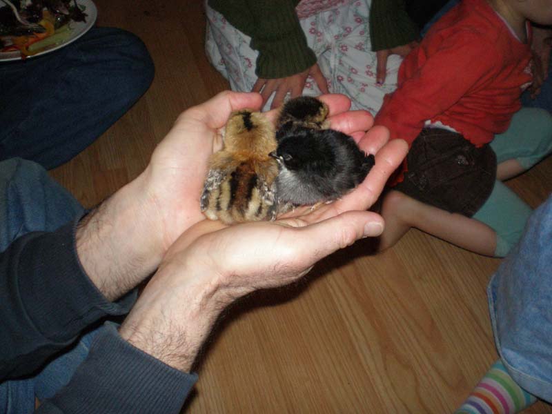 15handful_of_baby_chicks