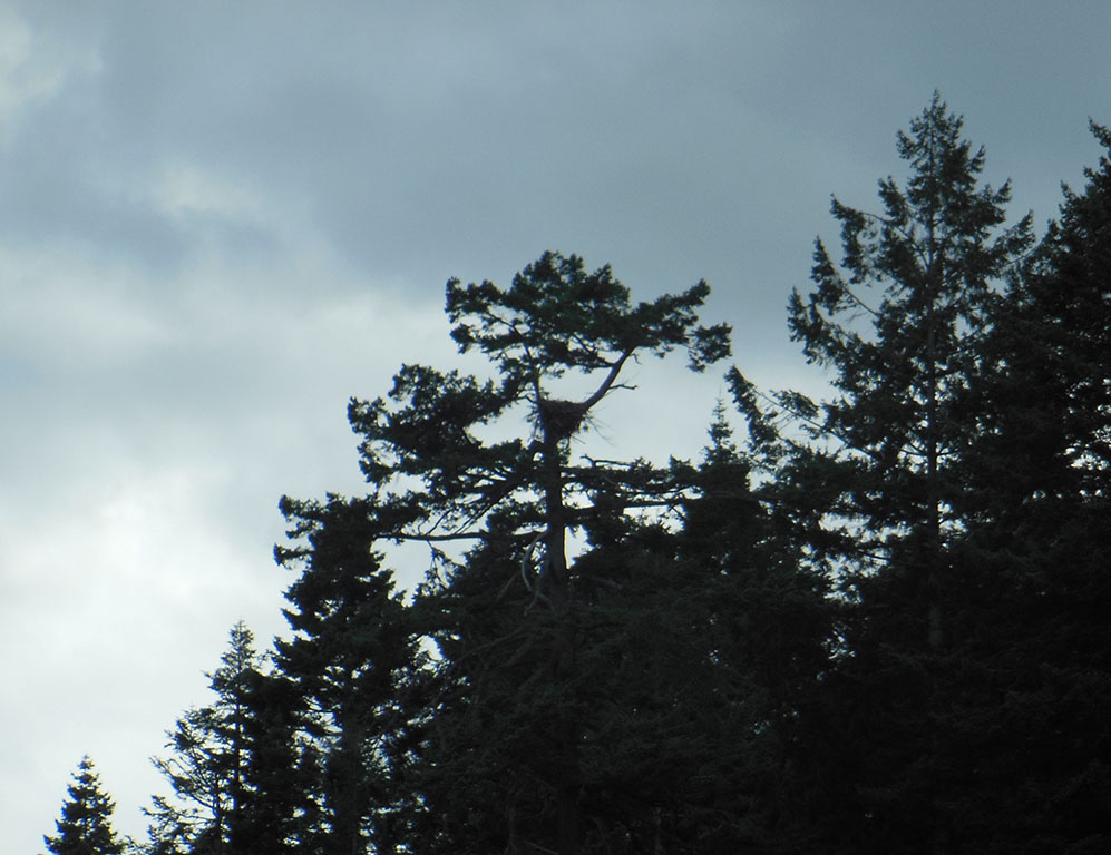 Eagle Nest