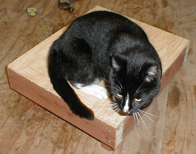 16LB_on_cat_house_floor