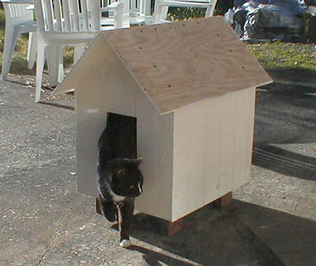 18cat_house_test