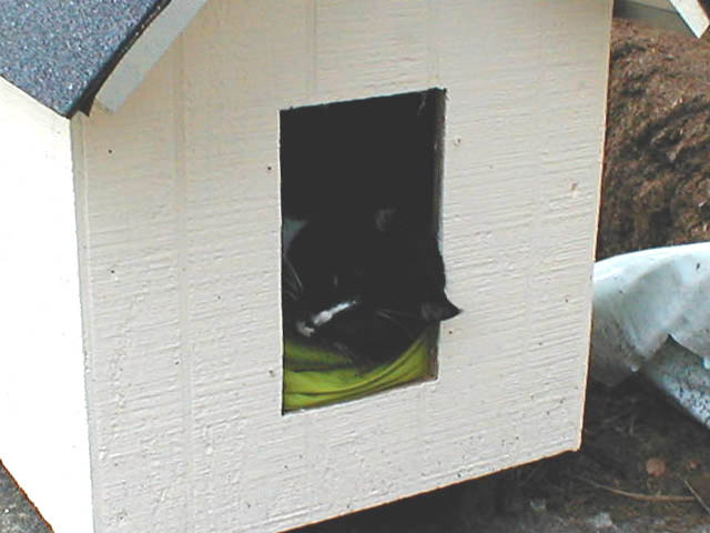 25LB_in_cat_house04