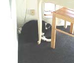 41_September_06_2006