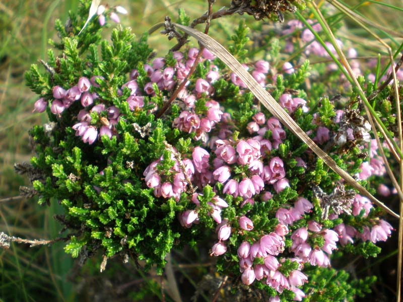 35heather