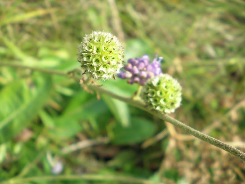 36native_flora