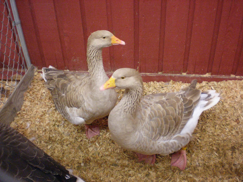 19Ducks