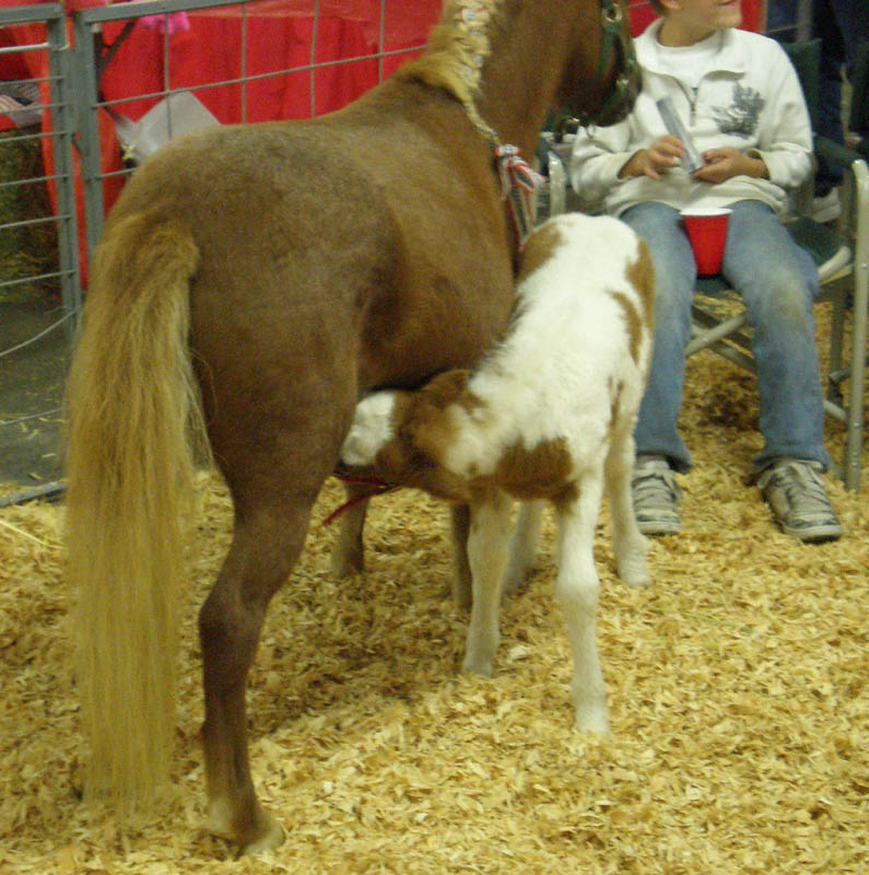 24Baby_miniature_horse