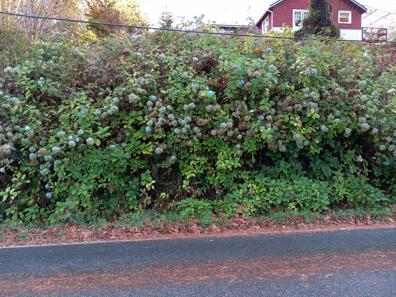 Wall of Hydrangeas 13