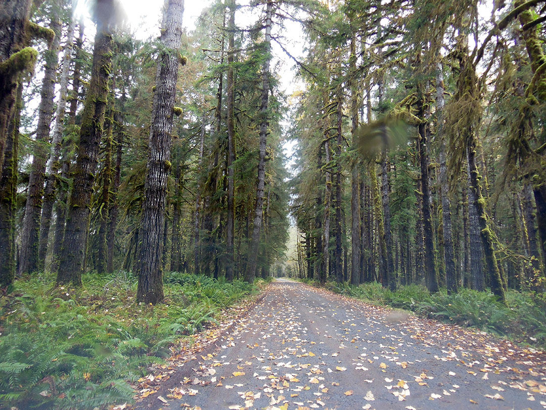 North Shore Road 25