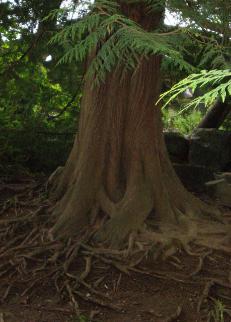 42_Tree_at_Snoqualmie_Falls