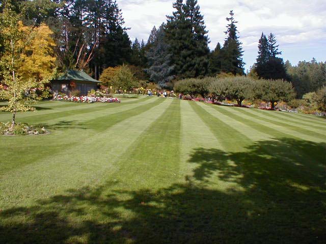 31_Mowed_grass_for_Sam
