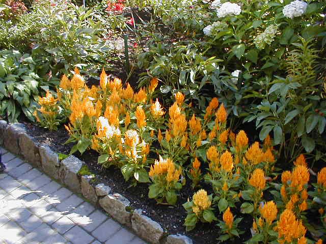 36_Yellow_fire