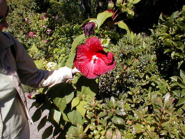 38_Hybiscus
