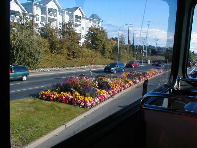 62_Flowers_in_median